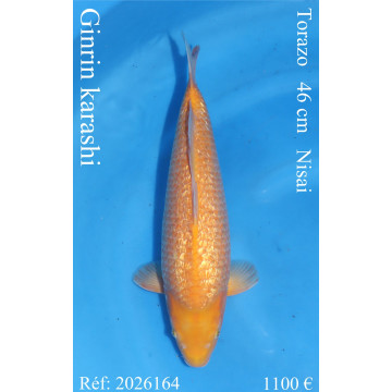 Koi Japan Nisai Ginrin karashi Vrouw kweker Torazo 46 cm