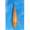 Koi Japan Nisai Ginrin karashi Vrouw kweker Torazo 46 cm