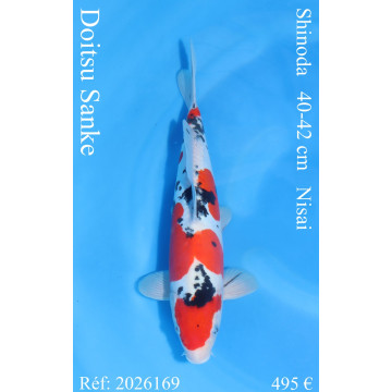 Koi Japon Nisai Doitsu Sanke eleveur Shinoda 40-42 cm