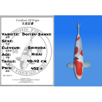 Koi Japan Nisai Doitsu Sanke kweker Shinoda 40-42 cm