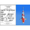 Koi Japan Nisai Doitsu Sanke kweker Shinoda 40-42 cm
