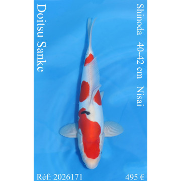 Koi Japan Nisai Doitsu Sanke kweker Shinoda 40-42 cm