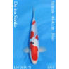 Koi Japan Nisai Doitsu Sanke kweker Shinoda 40-42 cm