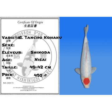 Koi Japan Nisai G. Tancho Kohaku kweker Shinoda 40-42 cm
