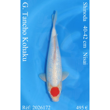 Koi Japan Nisai G. Tancho Kohaku kweker Shinoda 40-42 cm
