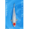 Koi Japan Nisai G. Tancho Kohaku kweker Shinoda 40-42 cm