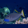 Xanthichthys auromarginatus mâle : 10-12 cm
