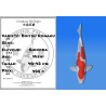 Koi Japan Nisai Doitsu Kohaku kweker Shinoda 40-42 cm