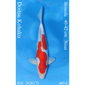 Koi Japan Nisai Doitsu Kohaku kweker Shinoda 40-42 cm