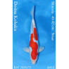 Koi Japan Nisai Doitsu Kohaku kweker Shinoda 40-42 cm