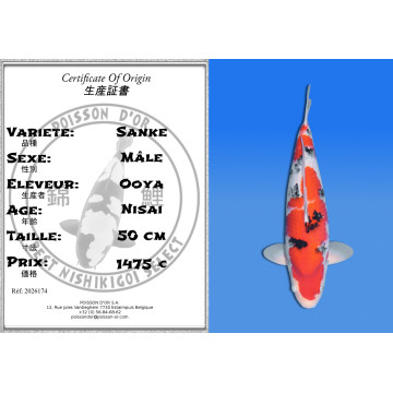 Koi Japon Nisai Sanke Male eleveur Ooya 50 cm