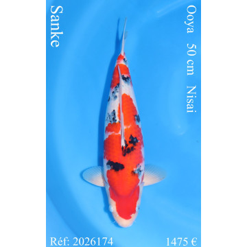 Koi Japan Nisai Sanke Man kweker Ooya 50 cm
