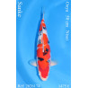 Koi Japan Nisai Sanke Man kweker Ooya 50 cm