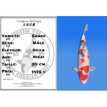 Koi Japan Nisai Sanke Man kweker Ooya 50 cm