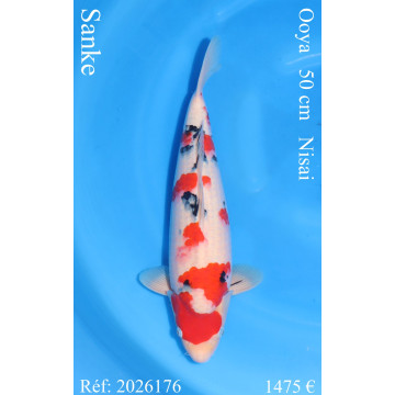 Koi Japan Nisai Sanke Man kweker Ooya 50 cm