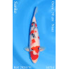 Koi Japan Nisai Sanke Man kweker Ooya 50 cm