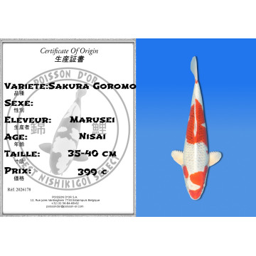 Koi Japon Nisai Sakura Goromo eleveur Marusei 35-40 cm