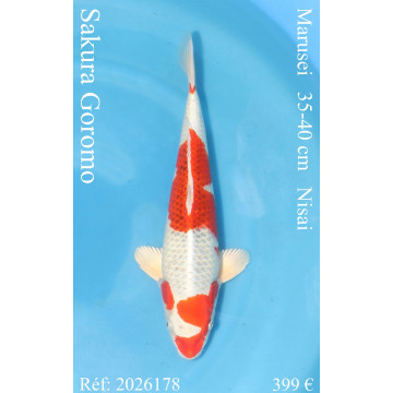 Koi Japon Nisai Sakura Goromo eleveur Marusei 35-40 cm