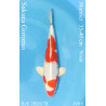 Koi Japon Nisai Sakura Goromo eleveur Marusei 35-40 cm