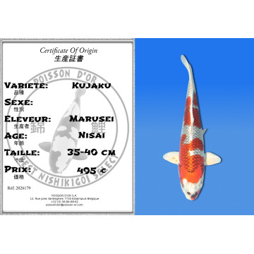 Koi Japan Nisai Kujaku kweker Marusei 35-40 cm