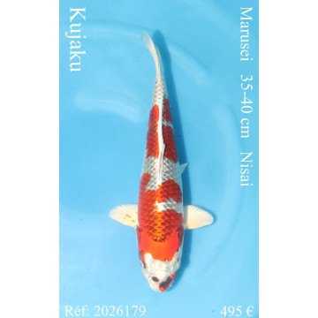 Koi Japon Nisai Kujaku eleveur Marusei 35-40 cm