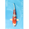 Koi Japon Nisai Kujaku eleveur Marusei 35-40 cm