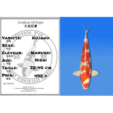 Koi Japan Nisai Kujaku kweker Marusei 35-40 cm