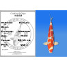 Koi Japon Nisai Kujaku eleveur Marusei 35-40 cm