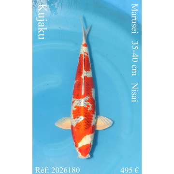 Koi Japan Nisai Kujaku kweker Marusei 35-40 cm
