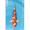 Koi Japan Nisai Kujaku kweker Marusei 35-40 cm