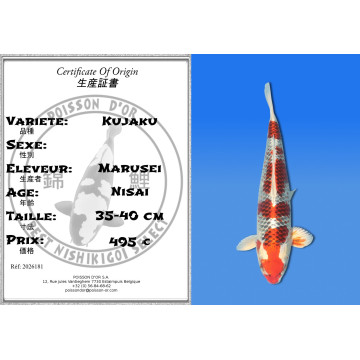 Koi Japan Nisai Kujaku kweker Marusei 35-40 cm