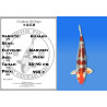 Koi Japon Nisai Kujaku eleveur Marusei 35-40 cm
