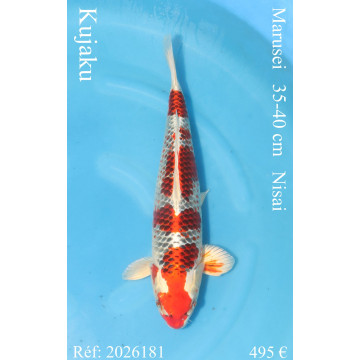 Koi Japan Nisai Kujaku kweker Marusei 35-40 cm