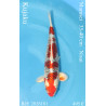 Koi Japan Nisai Kujaku kweker Marusei 35-40 cm