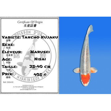 Koi Japon Nisai Tancho Kujaku eleveur Marusei 35-40 cm