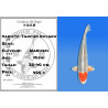 Koi Japon Nisai Tancho Kujaku eleveur Marusei 35-40 cm