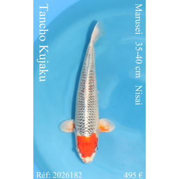 Koi Japon Nisai Tancho Kujaku eleveur Marusei 35-40 cm