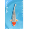 Koi Japan Nisai Tancho Kujaku kweker Marusei 35-40 cm