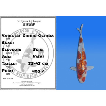 Koi Japan Nisai Ginrin Ochiba kweker Seiki 35-43 cm