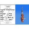 Koi Japon Nisai Ginrin Ochiba eleveur Seiki 35-43 cm
