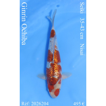 Koi Japon Nisai Ginrin Ochiba eleveur Seiki 35-43 cm
