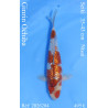 Koi Japan Nisai Ginrin Ochiba kweker Seiki 35-43 cm