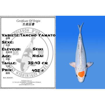Koi Japan Nisai Tancho Yamato kweker Seiki 35-43 cm