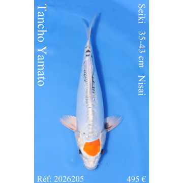 Koi Japon Nisai Tancho Yamato eleveur Seiki 35-43 cm