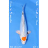 Koi Japan Nisai Tancho Yamato kweker Seiki 35-43 cm