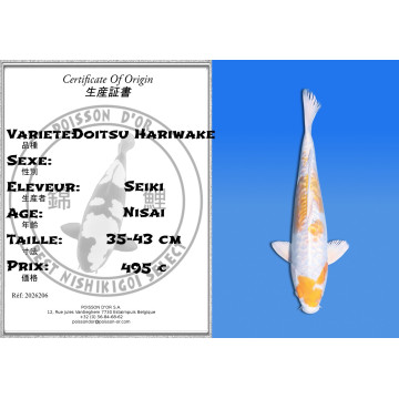Koi Japan Nisai Doitsu Hariwake kweker Seiki 35-43 cm