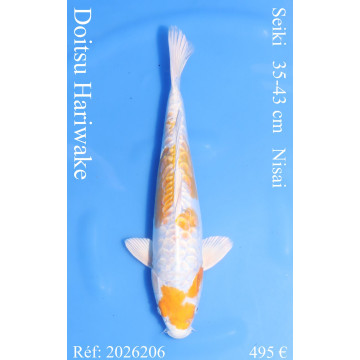 Koi Japon Nisai Doitsu Hariwake eleveur Seiki 35-43 cm