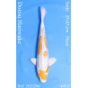Koi Japon Nisai Doitsu Hariwake eleveur Seiki 35-43 cm