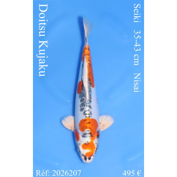 Koi Japon Nisai Doitsu Kujaku eleveur Seiki 35-43 cm