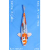 Koi Japan Nisai Doitsu Kujaku kweker Seiki 35-43 cm
